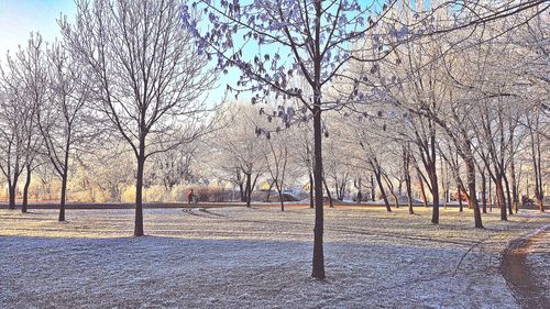 Bare trees on field against sky during winter