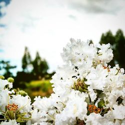 Close-up of white flowers