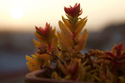 Close-up of yellow flowers growing on plant