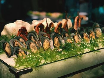 Close-up view of mussels