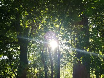 Low angle view of trees in forest against bright sun