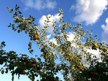 Low angle view of trees against sky