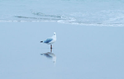 Seagull perching on a sea