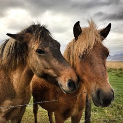 Horses standing on field against cloudy sky