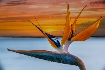 Close-up of bird against sky