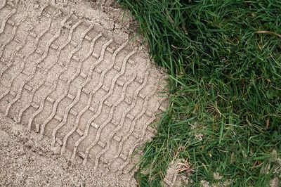 High angle view of plant on field
