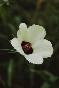 Close-up of white flowering plant