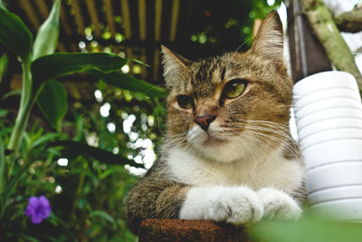 Close-up portrait of cat sitting outdoors