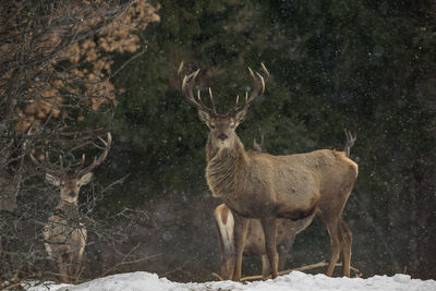 Portrait of stags during snow fall