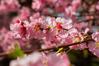 Close-up of pink cherry blossom