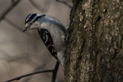 A downy woodpecker perched on a tree. picoides pubescens