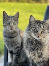 Close-up of cat