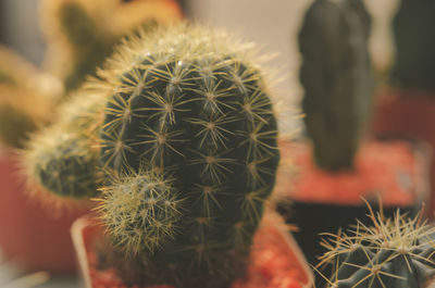 Close-up of cactus plant