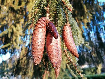 Close-up of pine cone on tree