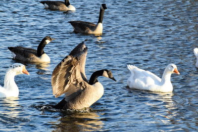 Ducks swimming in lake