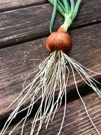 High angle view of spring onion roots on table