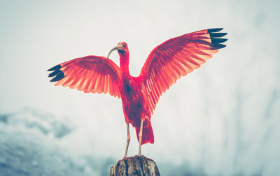 Majestic red bird, scarlet ibis eudocimus ruber, outstretched red wings with black end.