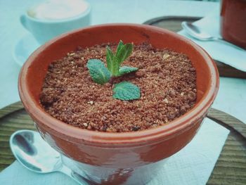 Close-up of potted plant on table