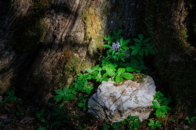 Moss growing on rocks in forest