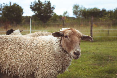 Portrait of sheep on field