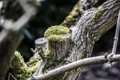 Close-up of moss growing on tree trunk