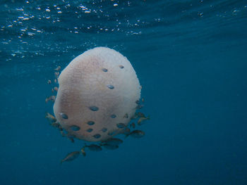 School of fish swimming amidst jellyfish in sea