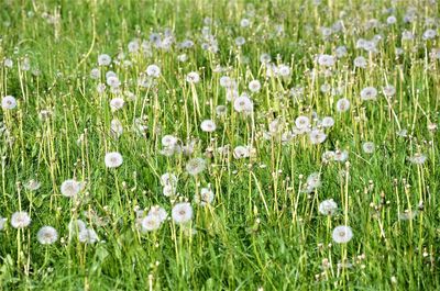 Close-up of white flowers on field