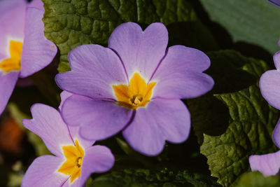 Close-up of purple flowering plant