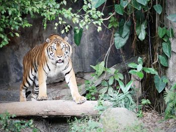 Tiger in a zoo