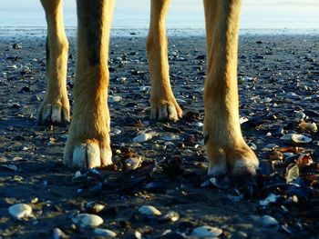 Low section of horse standing on beach