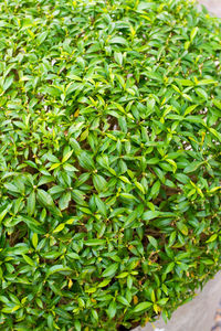 Full frame shot of fresh green plants