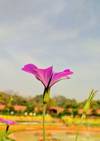 Close-up of pink flower against sky