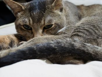 Close-up portrait of cat