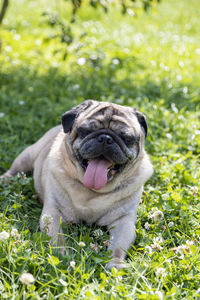 Portrait of pug