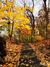 Close-up of yellow autumn leaves