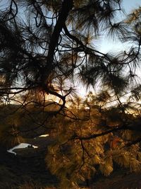 Close-up of tree against sky during sunset