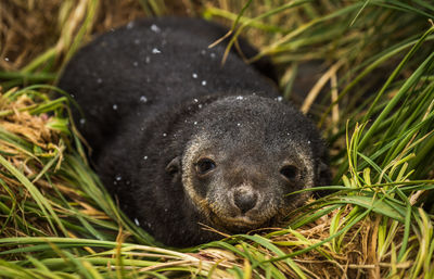 Antarctic fur seal pup with sleepy expression
