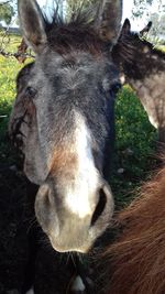 Close-up portrait of a horse