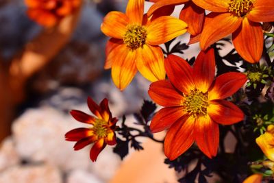 Close-up of orange flowering plants