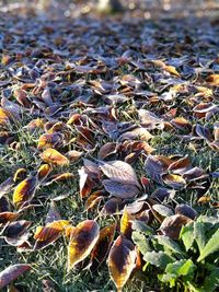 Full frame shot of dry leaves on land