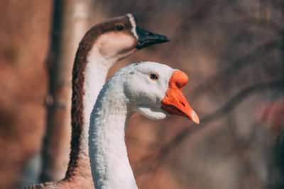 Close-up of goose 