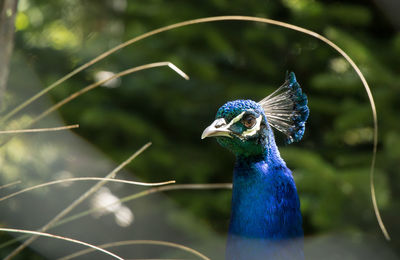 Close-up of peacock