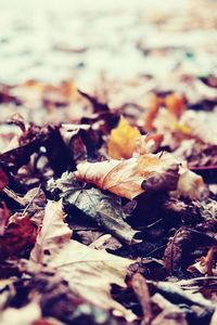 Close-up of fallen leaves