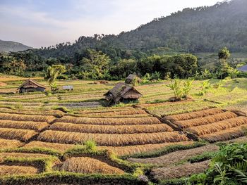 Scenic view of agricultural field against sky