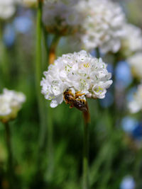 Close-up of bee pollinating on flower