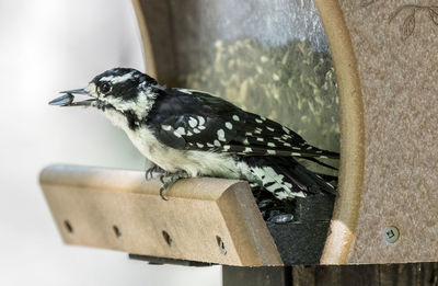 Close-up of bird perching outdoors