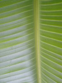 Full frame shot of green leaves