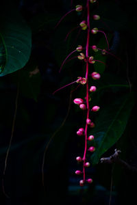 Close-up of pink flowers outdoors