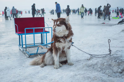 Portrait of sled dog