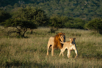 Lioness running on field